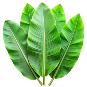 Banana leaves