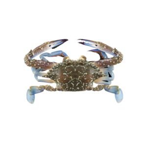 Blue Swimming Crab 1 kg