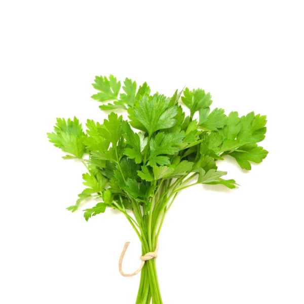 Coriander leaves 1 stuk