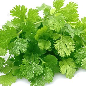 Coriander leaves 2 stuk