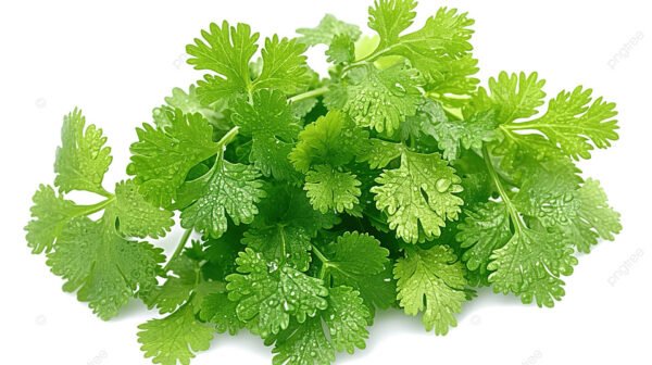 Coriander leaves 2 stuk