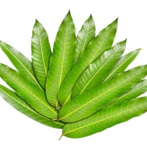 Mango leaves 10stuks