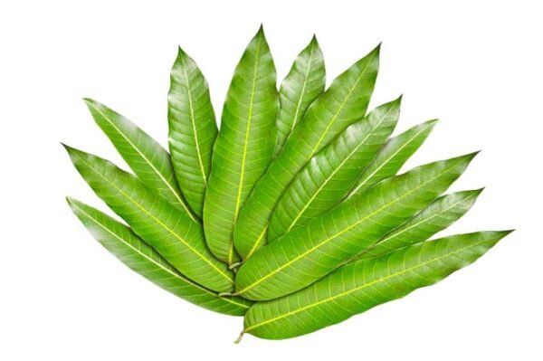 Mango leaves 10stuks