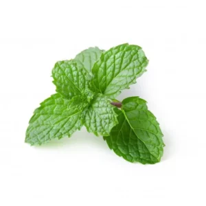 Mint leaves (puthina) 1 stuk