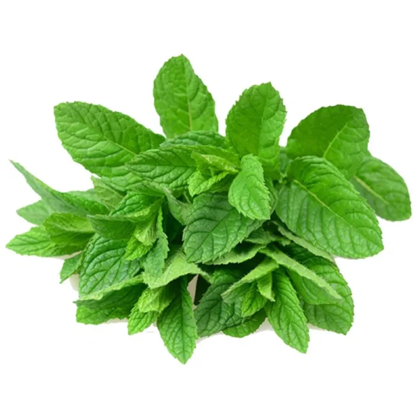 Mint leaves (puthina) 2 stuk